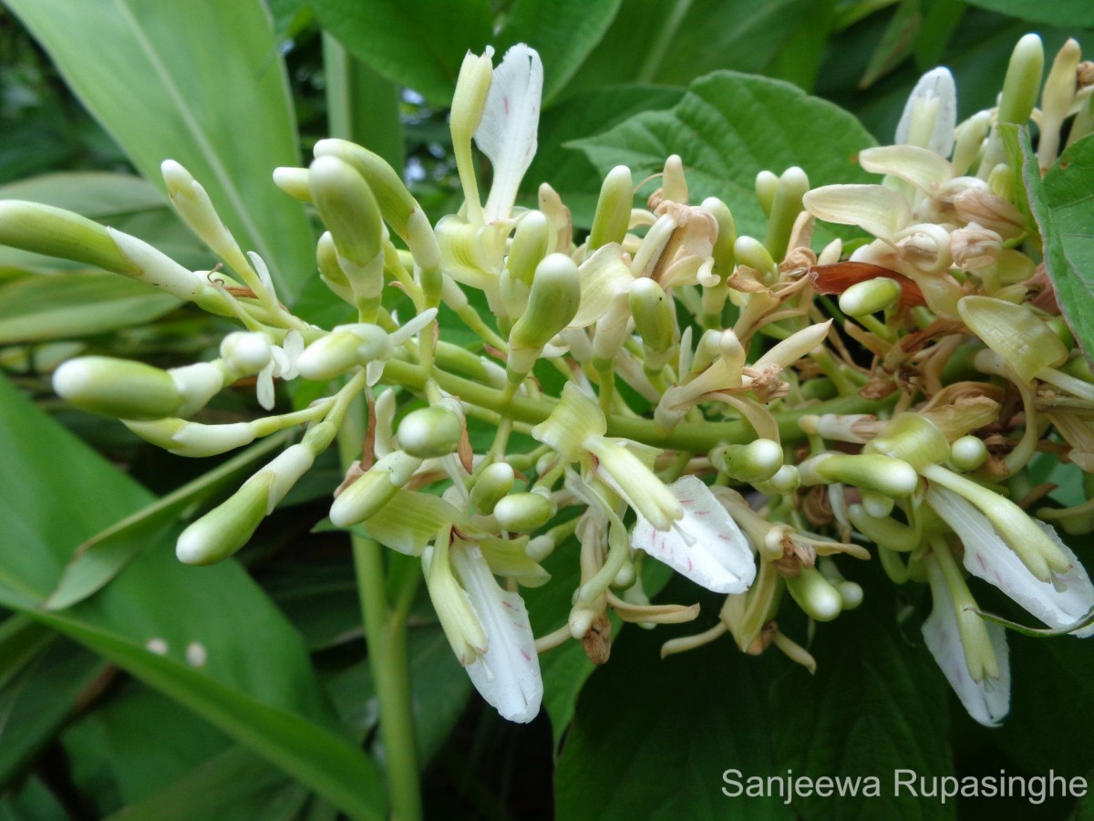 Alpinia galanga (L.) Willd.